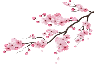 a brach of cherry blossom
